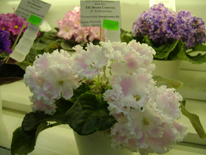 DSC07514.JPG