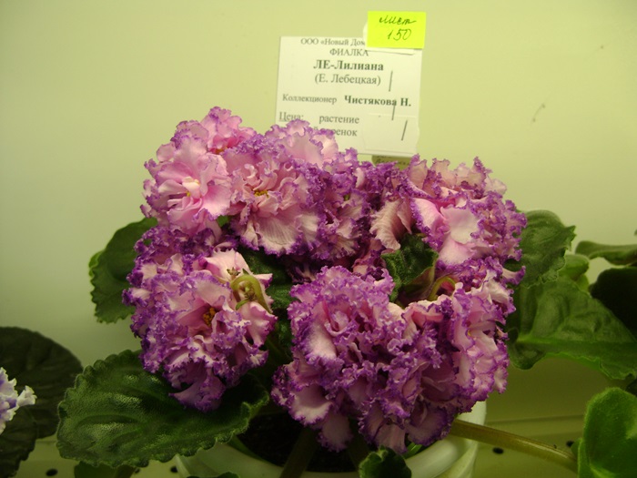 DSC07512.JPG