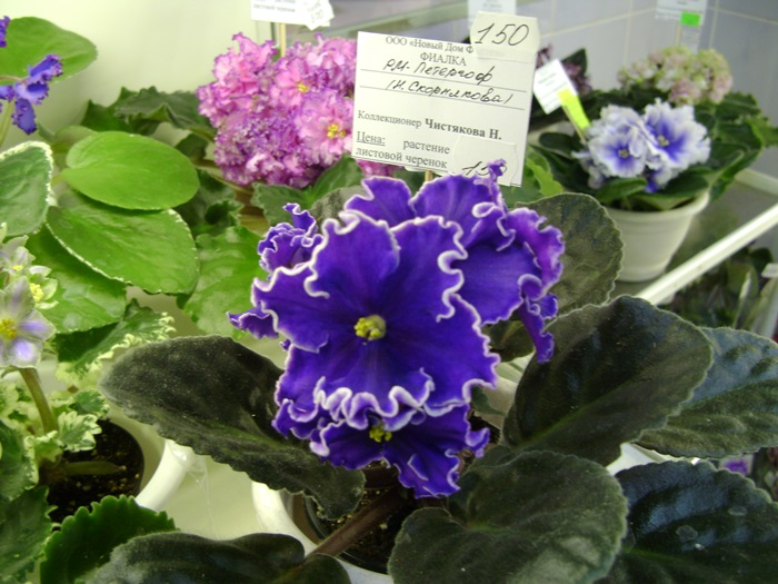 DSC07515.JPG