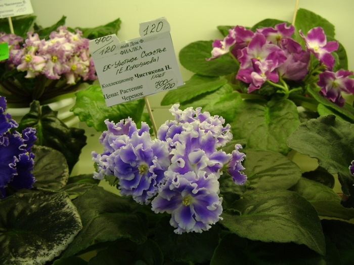 DSC07522.JPG