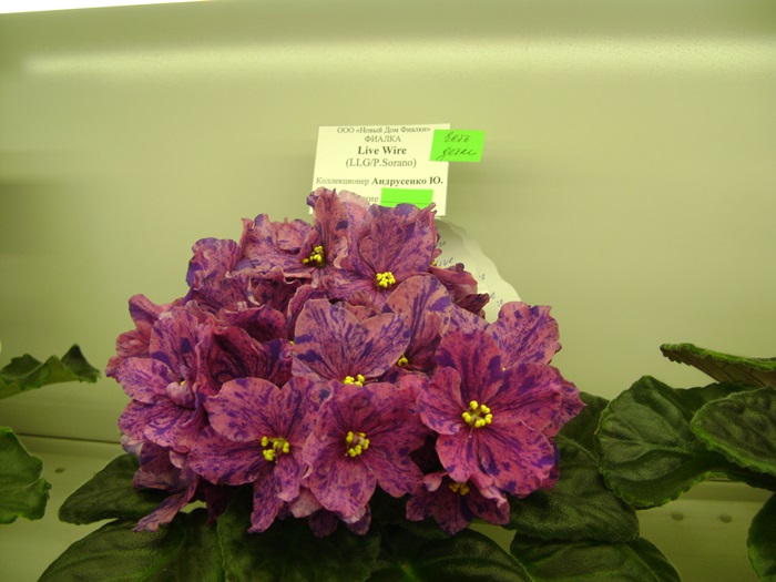 DSC07528.JPG