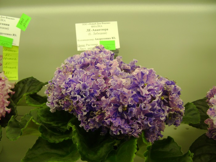 DSC07530.JPG