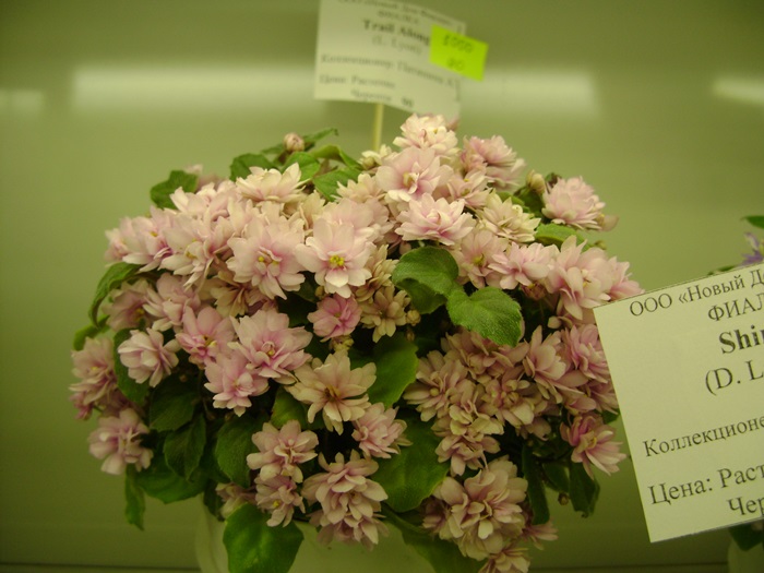 DSC07534.JPG