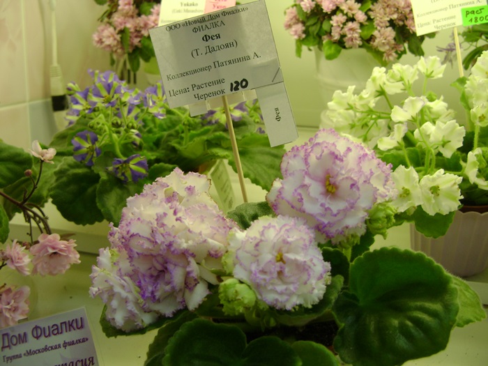 DSC07535.JPG
