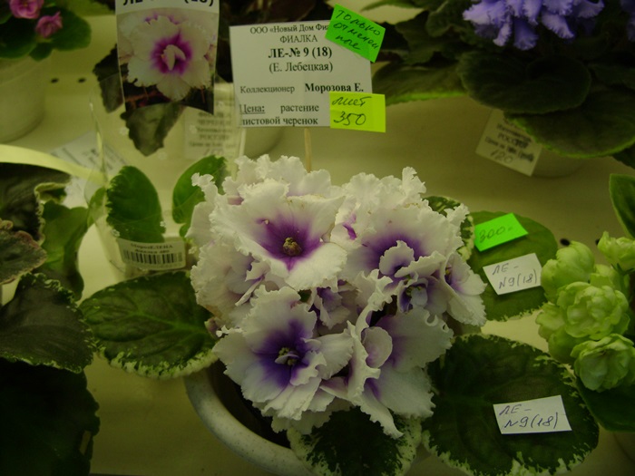 DSC07536.JPG