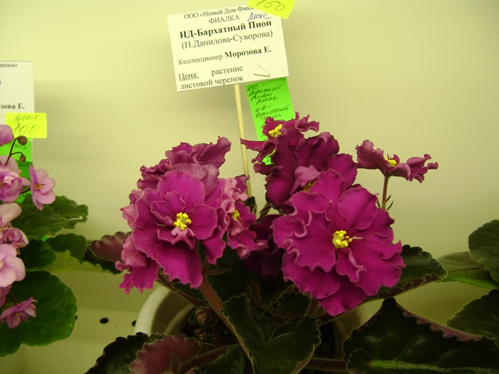 DSC07538.JPG