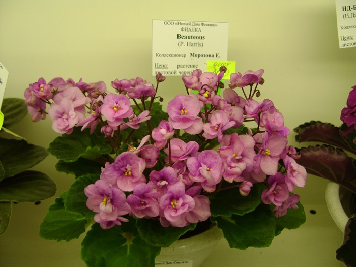 DSC07539.JPG