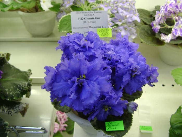 DSC07540.JPG