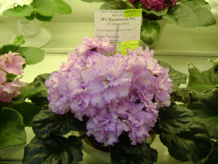 DSC07542.JPG