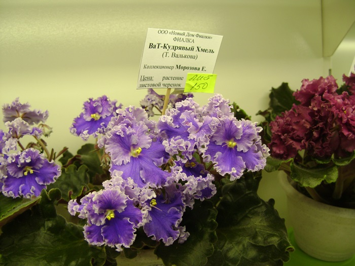 DSC07545.JPG