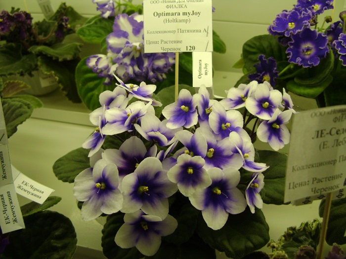 DSC07550.JPG