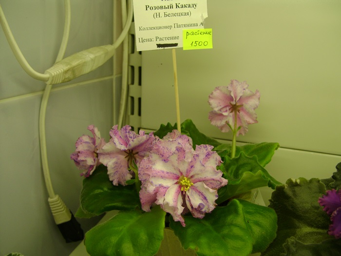 DSC07552.JPG