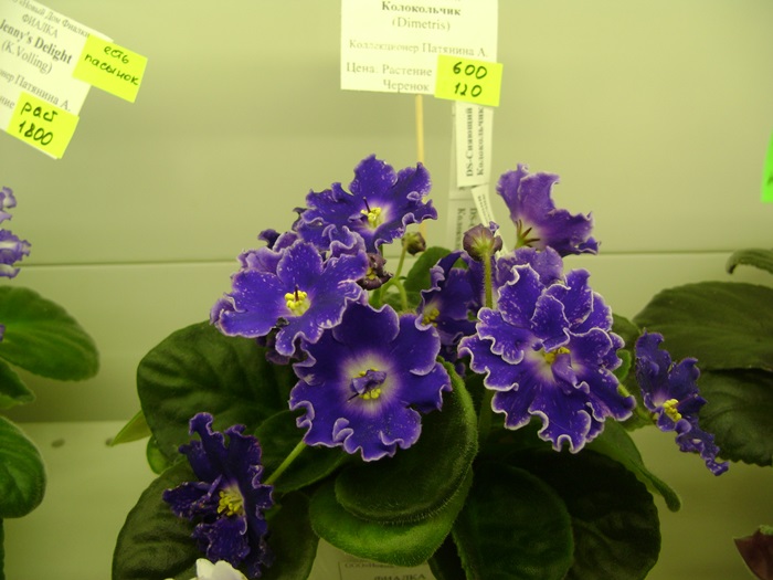 DSC07554.JPG