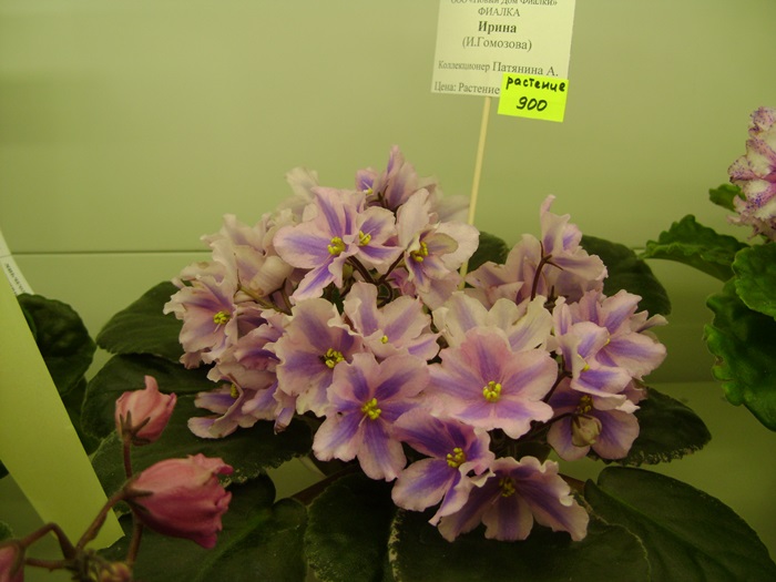 DSC07555.JPG