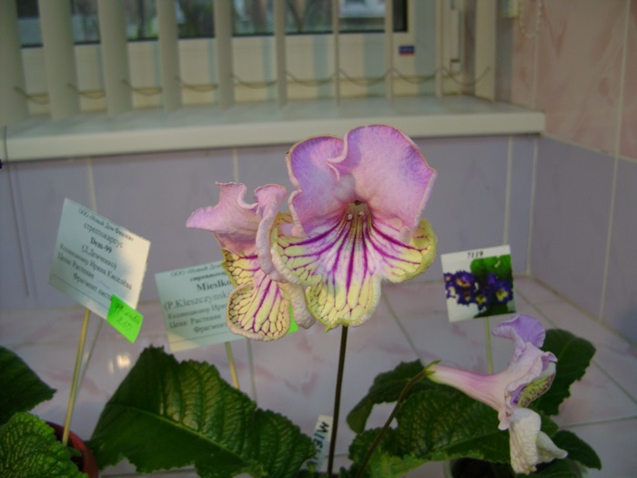 DSC07556.JPG