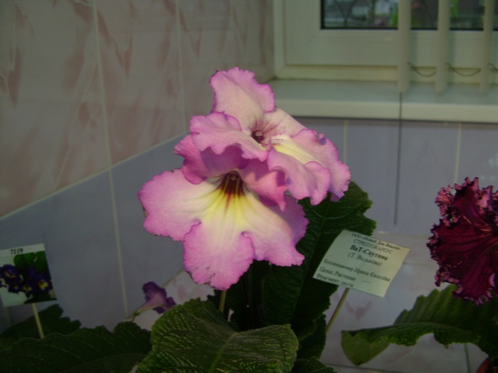 DSC07557.JPG