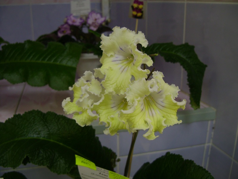 DSC07564.JPG