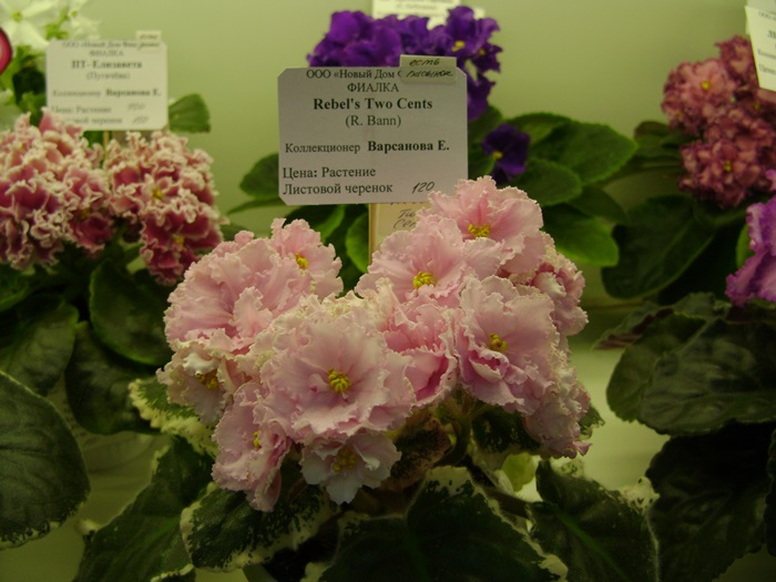 DSC07635.JPG