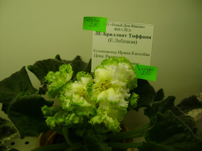DSC07631.JPG