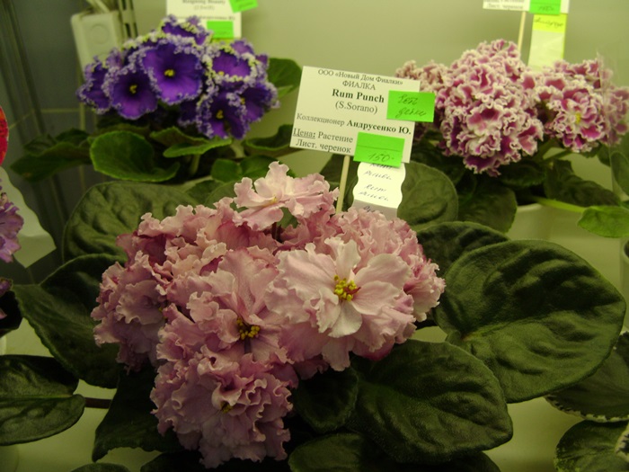 DSC07629.JPG