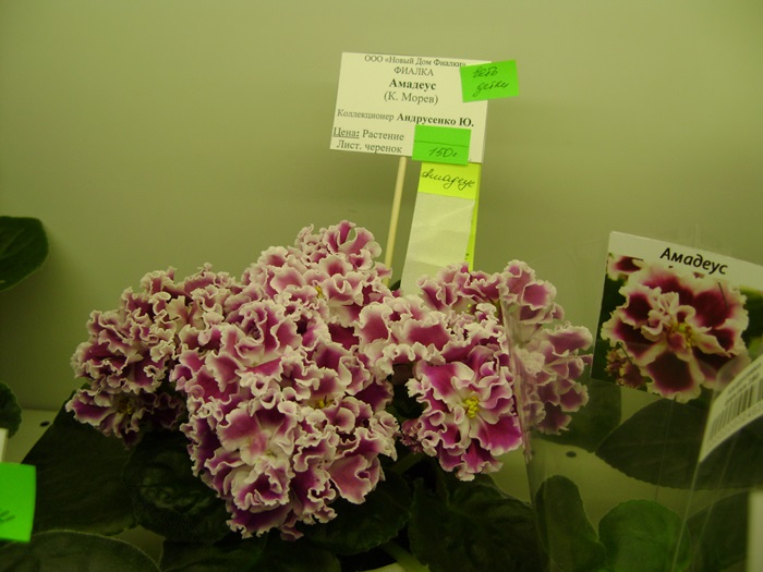 DSC07627.JPG
