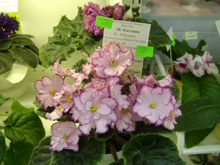 DSC07558.JPG