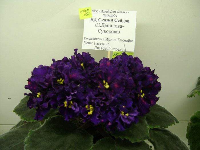 DSC07562.JPG