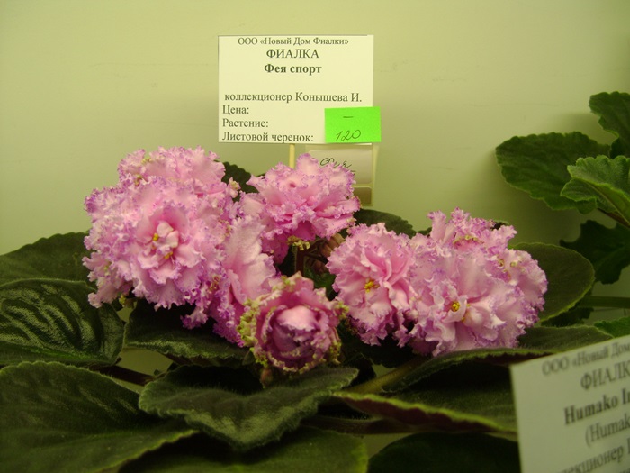 DSC07570.JPG