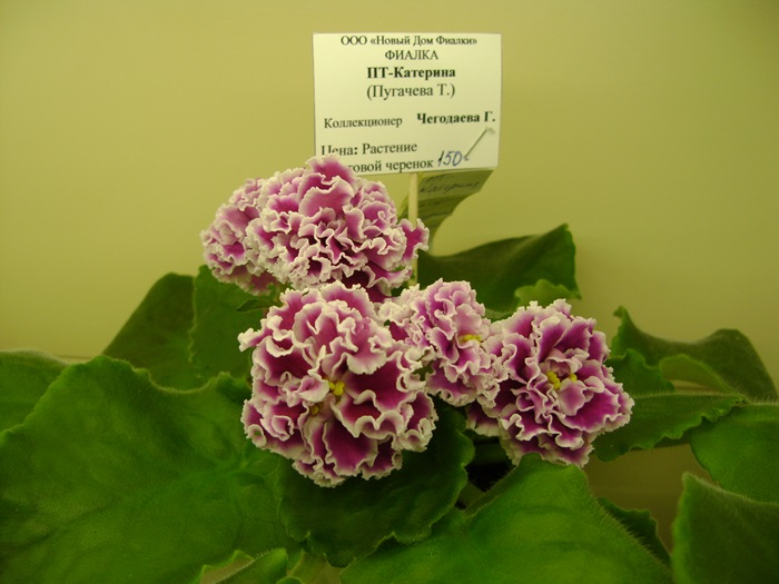 DSC07575.JPG