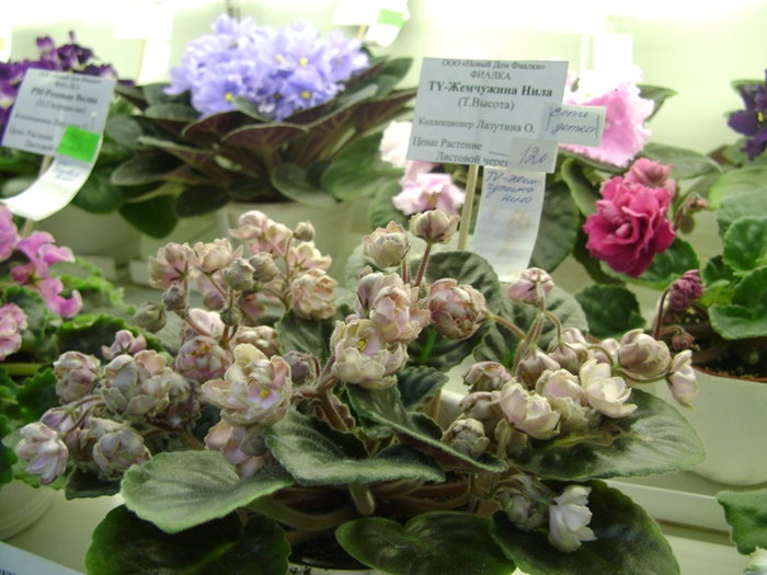 DSC07580.JPG