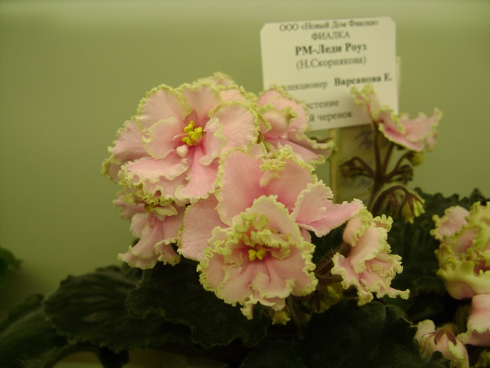 DSC07582.JPG