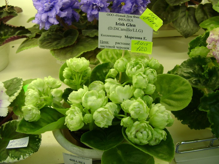 DSC07588.JPG