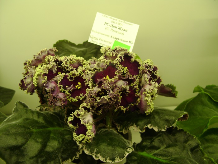 DSC07597.JPG
