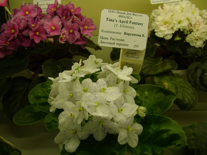 DSC07590.JPG