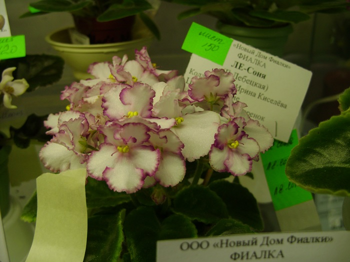 DSC07616.JPG