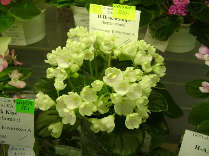DSC07620.JPG