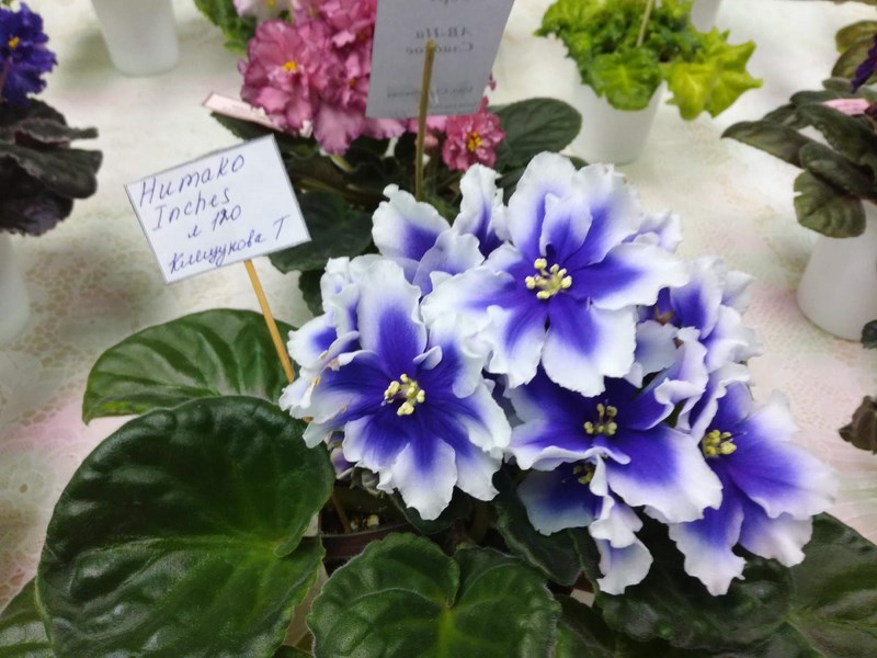 Humako Inches (Клещукова Т)