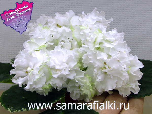 ЛЕ-Белая Камелия.jpg