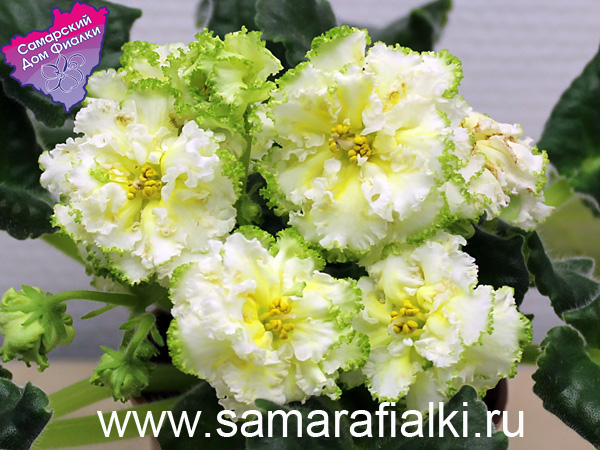 ЛЕ-Бриллиант Тиффани .jpg