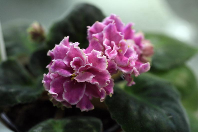 IMG_9679.jpg