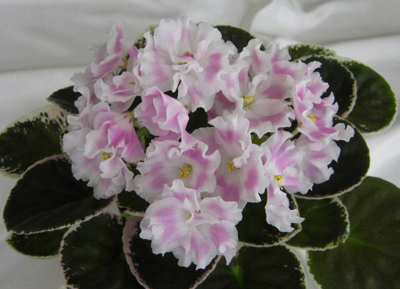 Pink Sensation..JPG