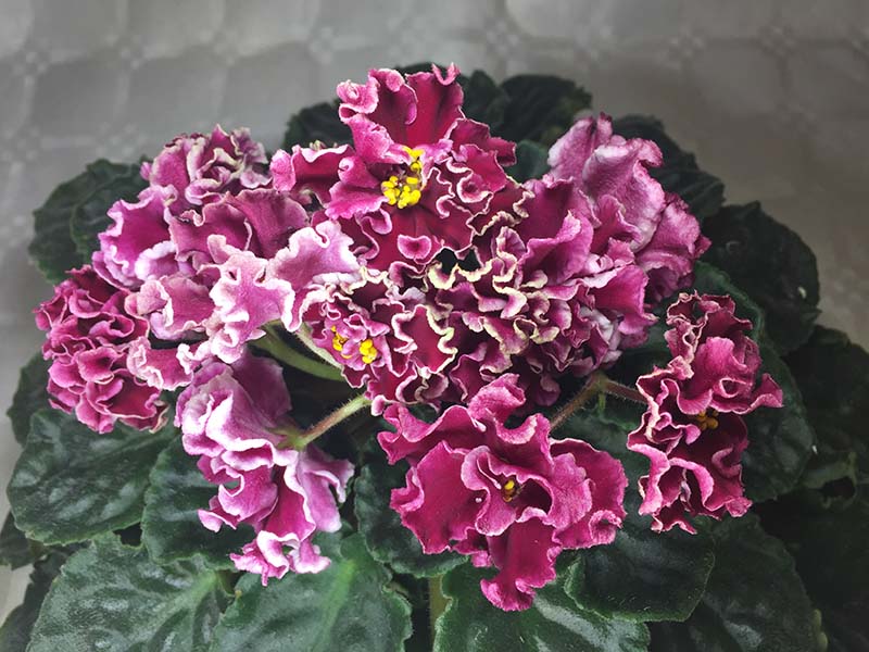 ЛЕ-Корсика.JPG