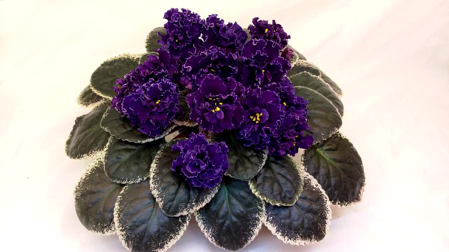 Ma`s Purple Puddle.jpg