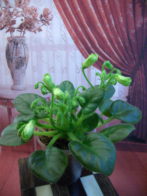 Emerald Bell.JPG