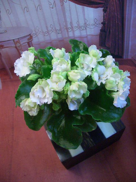 Celtic Rose white.jpg