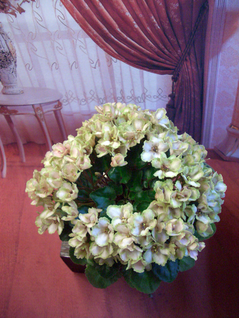 Emerald Pink.jpg