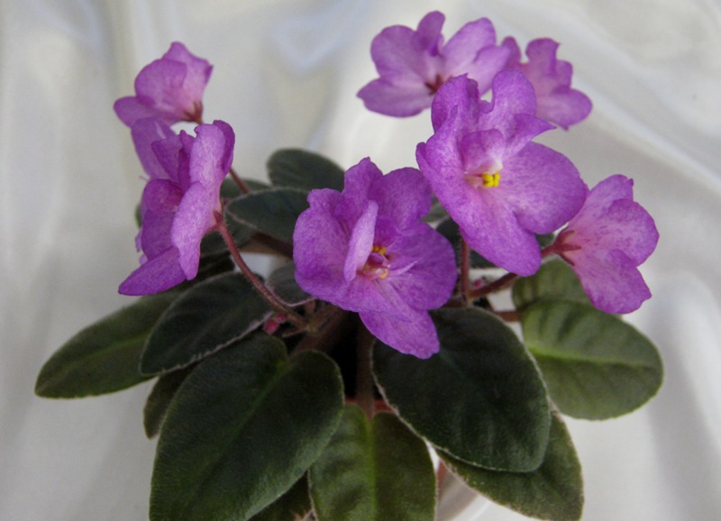 Н-Гейша.JPG