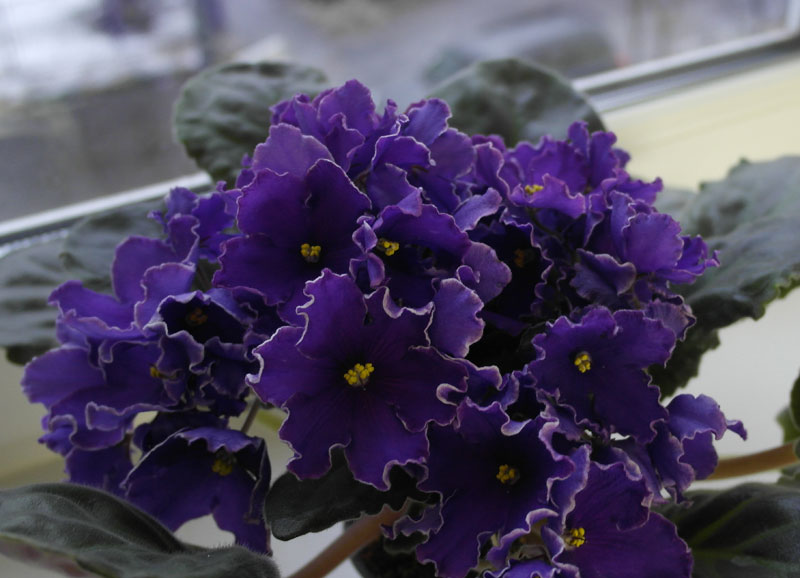 РС-Мавр.jpg