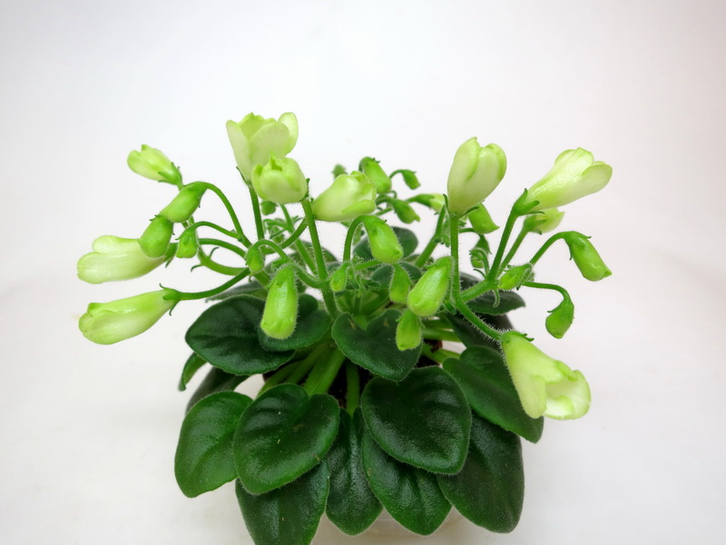 Emerald Bell.JPG