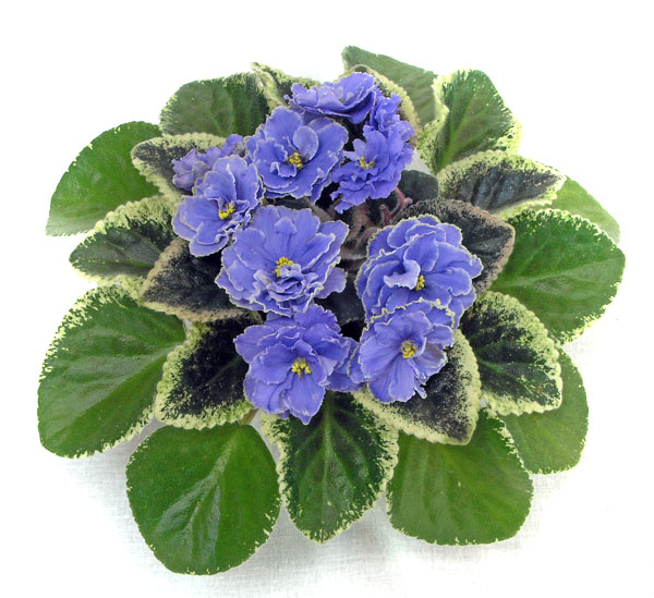 2 место – Buckeye Seductress (P. Hancock), колл. Л. Тельных